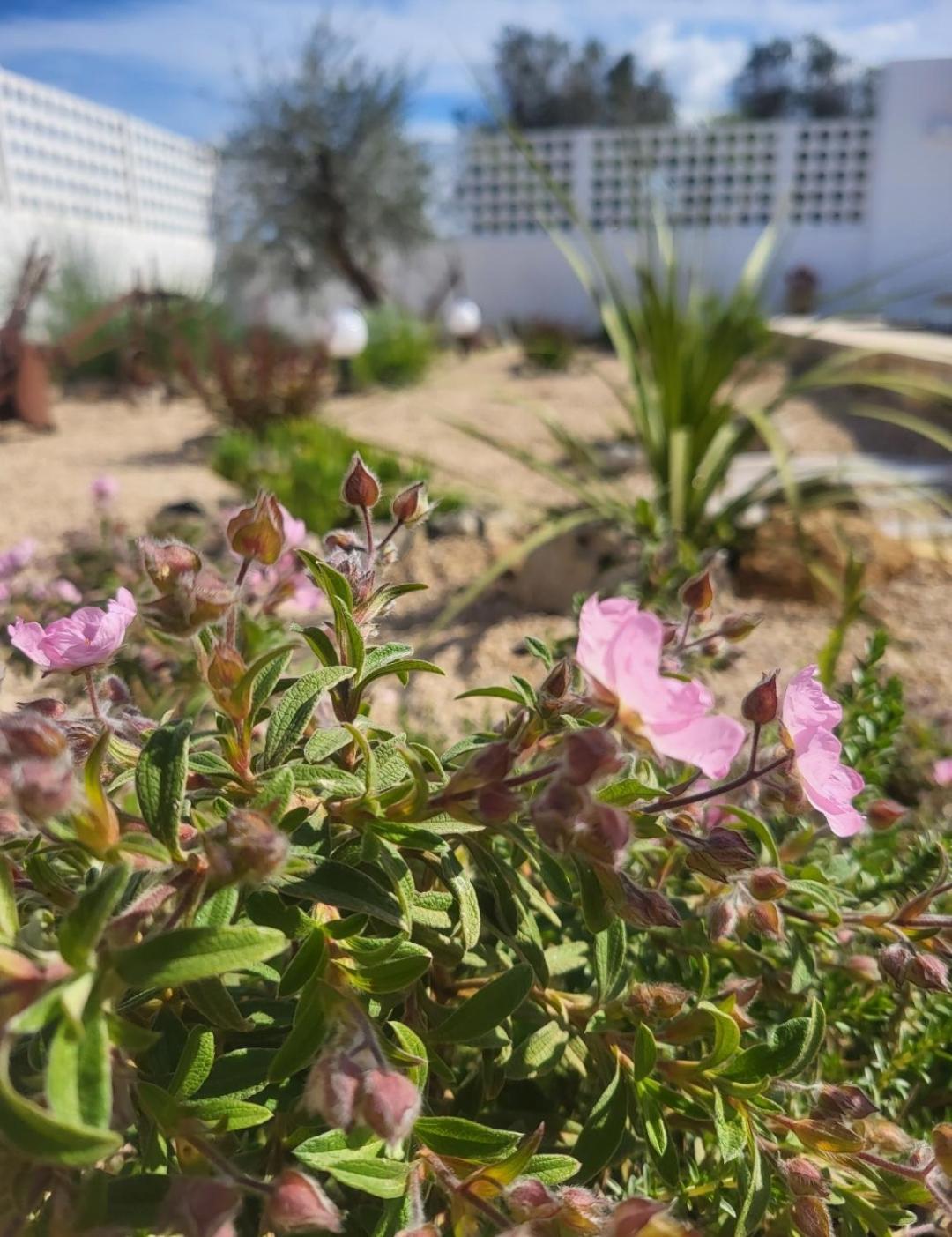 Al Poggiale - Residenza Mediterranea Porto Cesareo Dış mekan fotoğraf